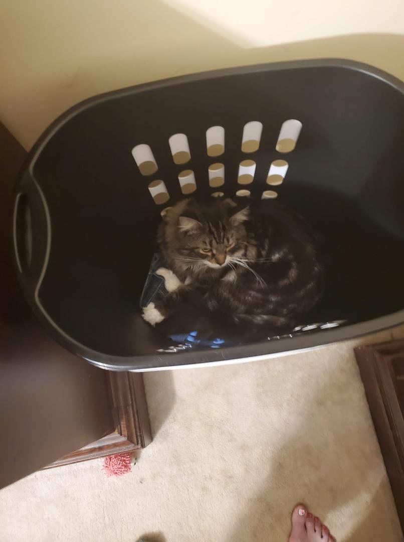 Went to toss my clothes in the laundry basket and I found Tucker sleeping. Never seen him there before.