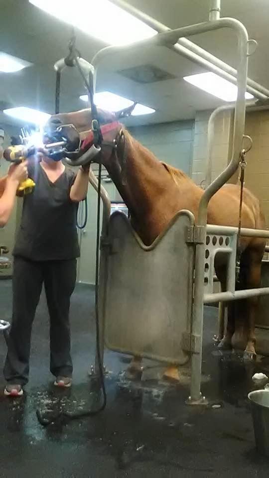 Frost visit to the Equine Hospital today he had ticks in his ears and had his teeth filed down. He should be good for awhile.