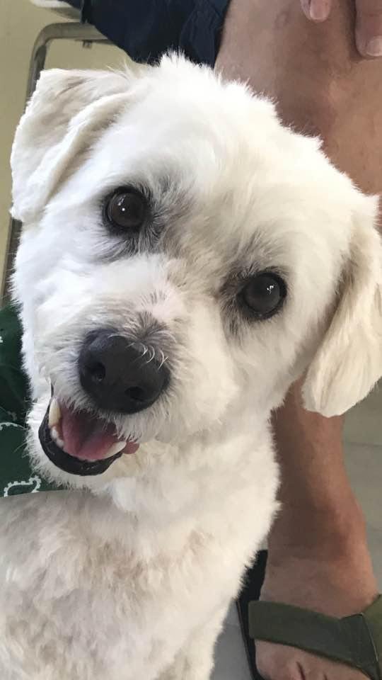 Love when Romey comes back from the groomers all fluffy 👀😊☁️☁️☁️🤗