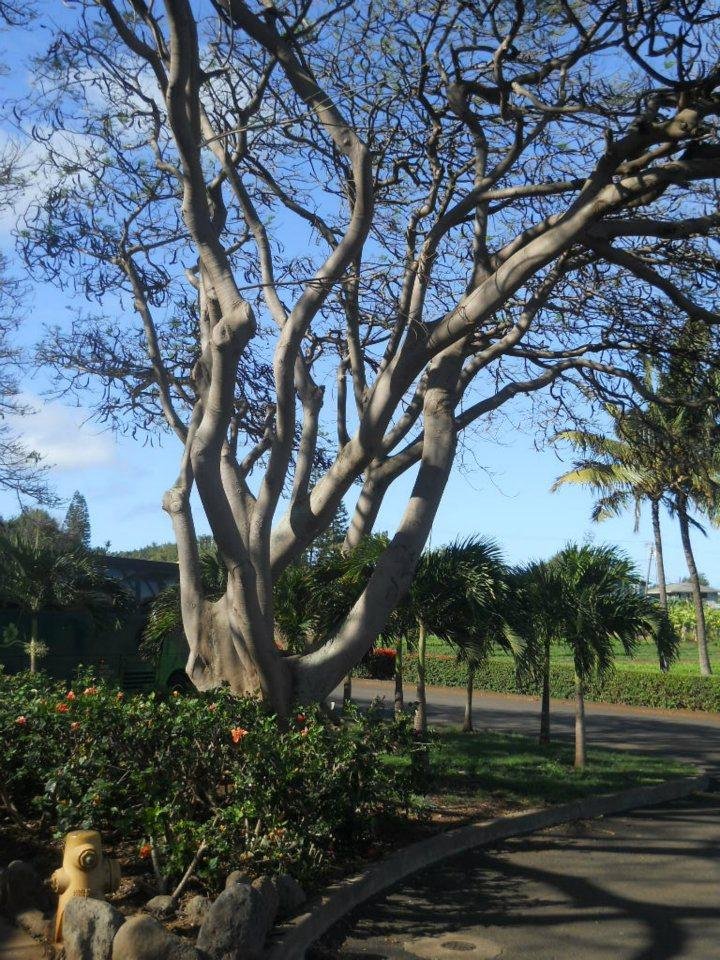 V. Alan Johnson's album, Tropical Plantation