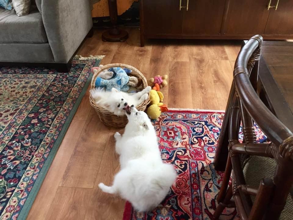 Sparkie and Pinkie Doing play Dog Fight!