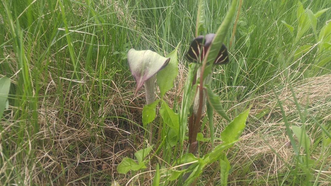 My Jack in the Pulpit has split and has two smaller blossoms showing