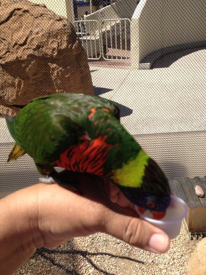 My hand and Lorikeet eating nectar