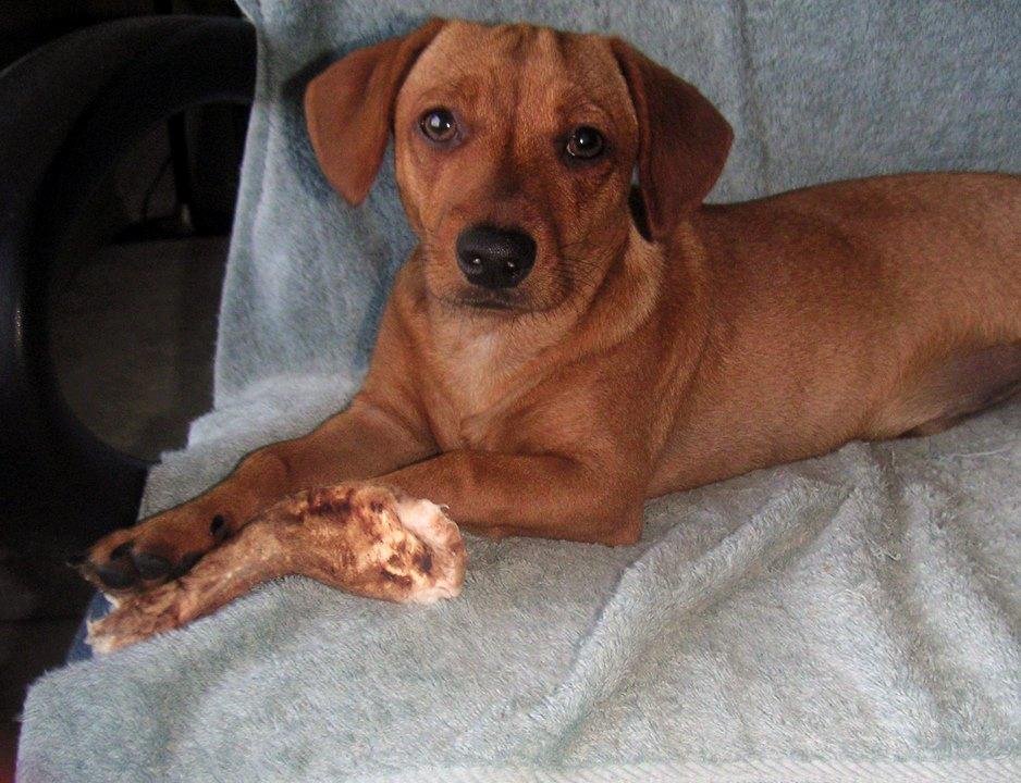 Rocko seems to like to sit on the chair next to my desk, look out the window and gnaw on his chew stick when he's not running around chasing the cat or the other dogs!