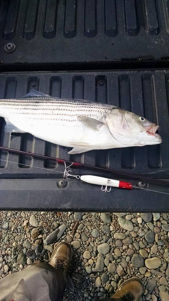 This is my first year striper fishing so far so good, going in the morning again I'm ready for a 20lb fish or bigger. They were stacked in there this morning being retired is just Bliss. Can go fishing anytime I want.