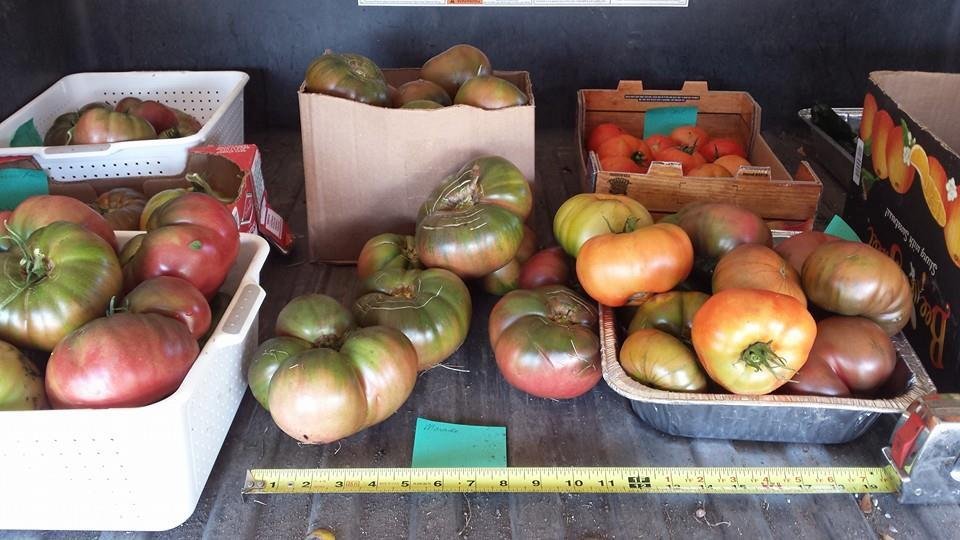 I have never had tomatoes this big!
