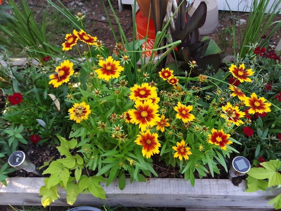 Love my flowers :)