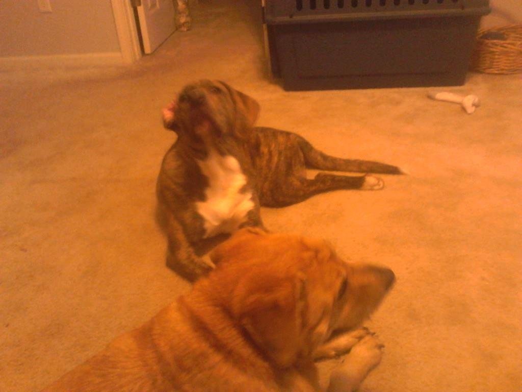 My two babies, they are my enjoyment and entertainment.