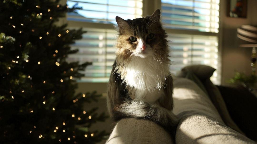 Around this time in 1995, this young lady came home with us from North Park Mall, where she was on display. Since that time, she's done nothing but look elegant, aloof and stunning. A shy and gentle companion. She left us l