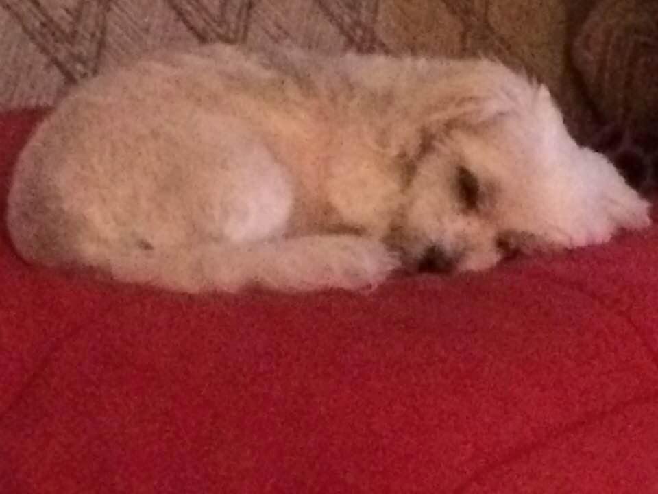 My girl had a rough day today. She had dental work done and they had to remove some teeth. 😢😢😢😢