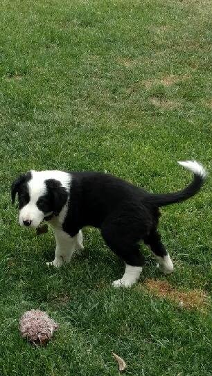 Levi shortly after we brought him home.