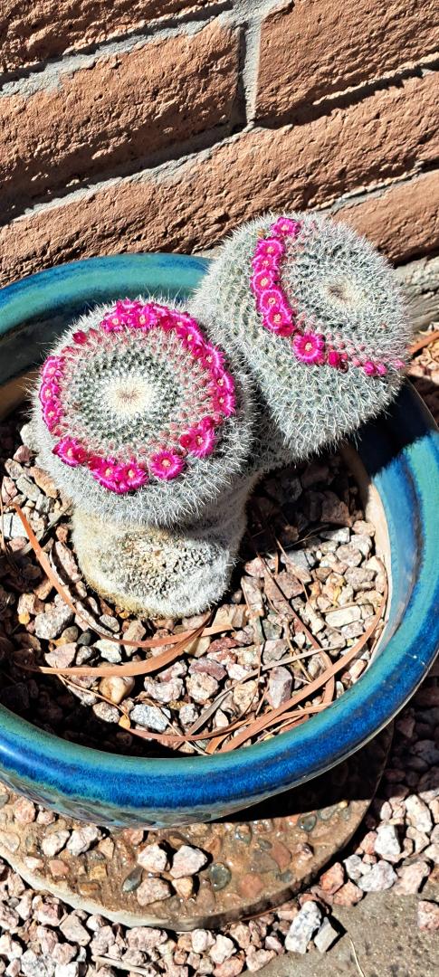 Our Cactus is now in bloom
Mammillaria hahniana