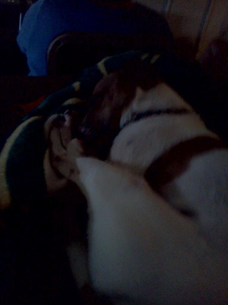 Jake my dog chillin.