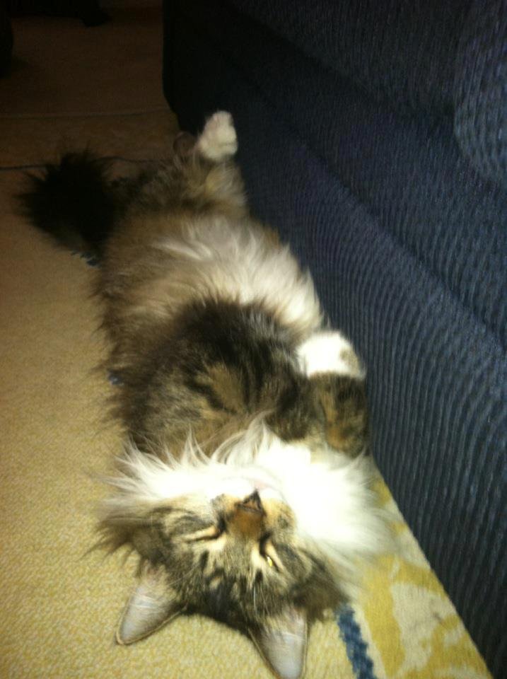 My strange cat.