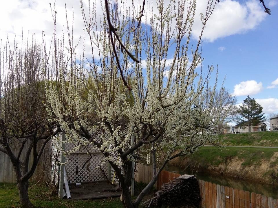 This is the best that my plum tree has bloomed since I bought the house. I hope that this means that I'll have lots of plums.