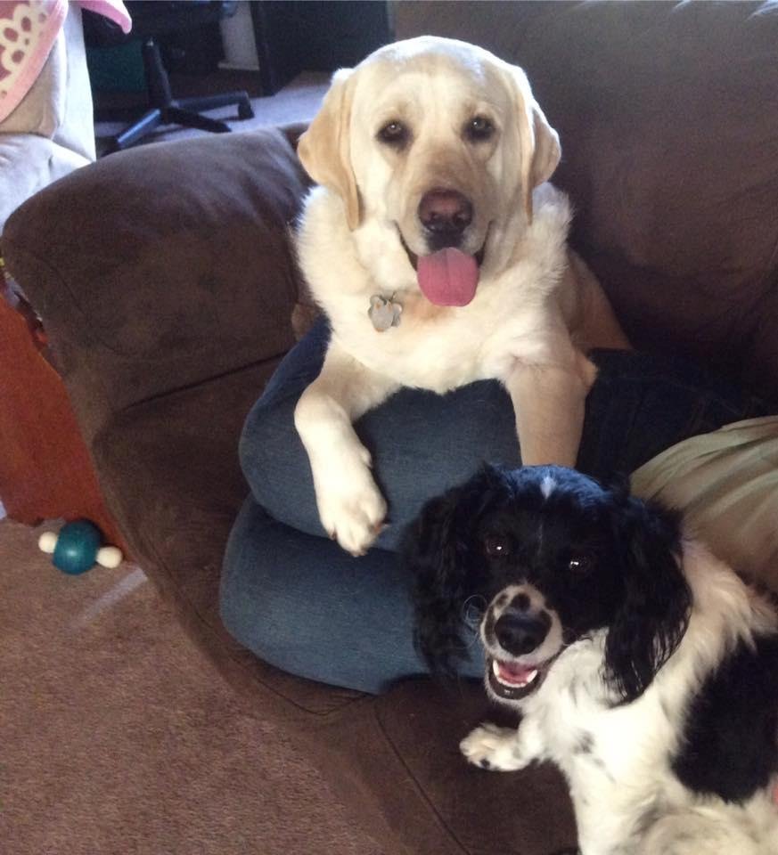 Two of the best dogs every Riley and Wyatt