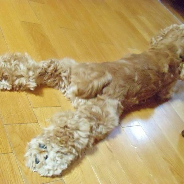 Cocker Spaniel spread lol