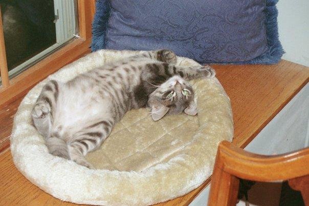 This cat is known to find some of the most uncomfortable-looking sleeping positions imaginable.