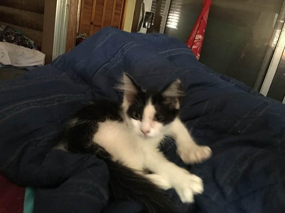 One of our newest kittens.