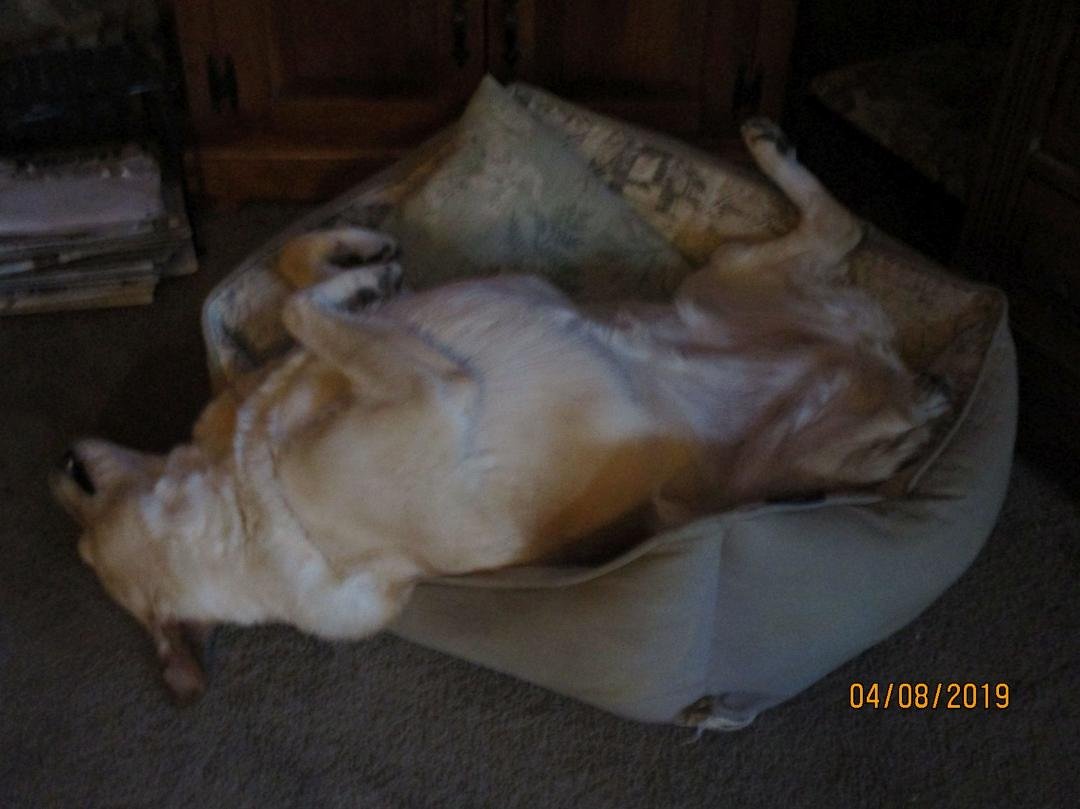 With all the horrific news going on...here is Lucy...saying relax!!!