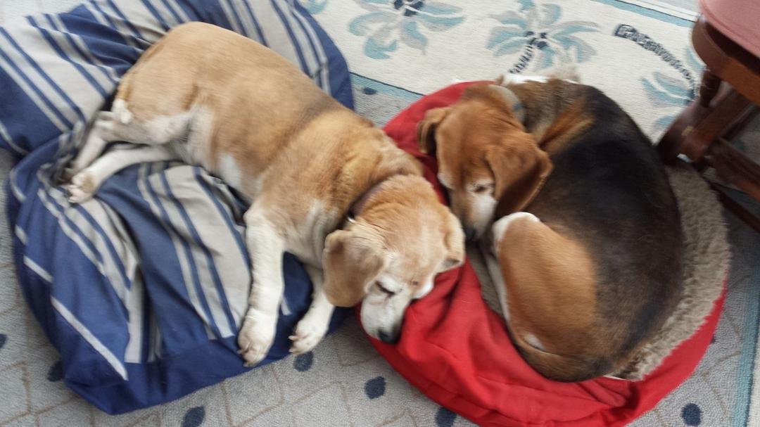 My babies, Rosie and Bailey.