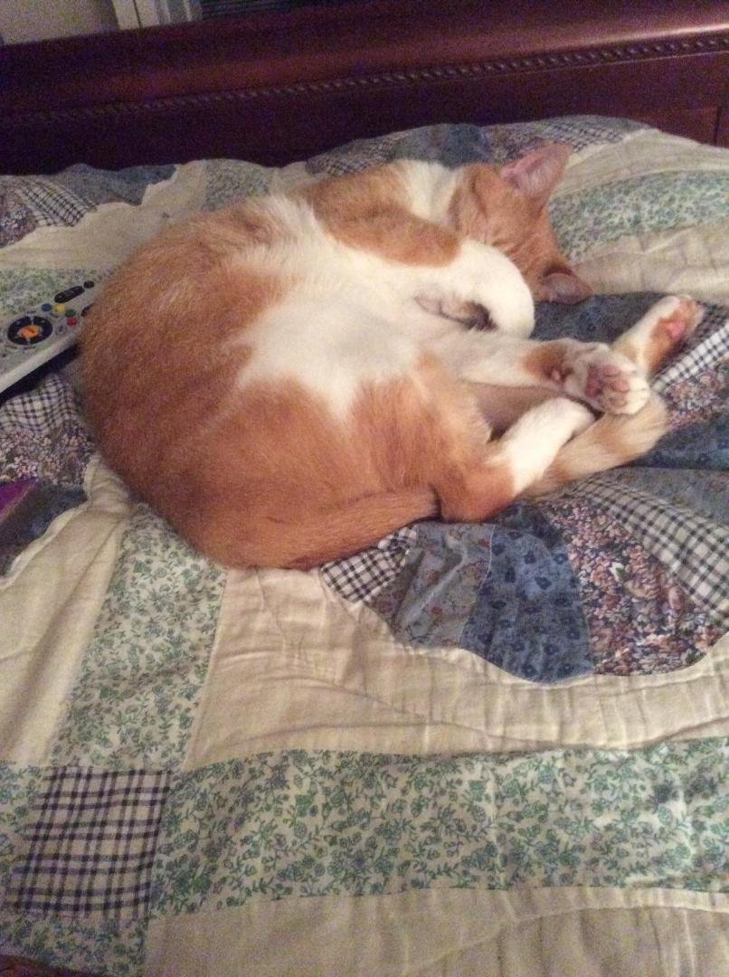 Sophie's playing peek-a-boo in her cat dreams
Or the light is in her eyes.