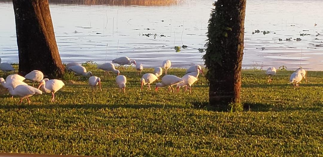 Our FloRida Guinea Hens!