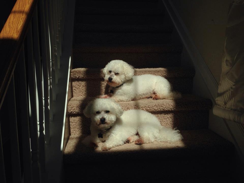 The Wild animals found a sun spot!