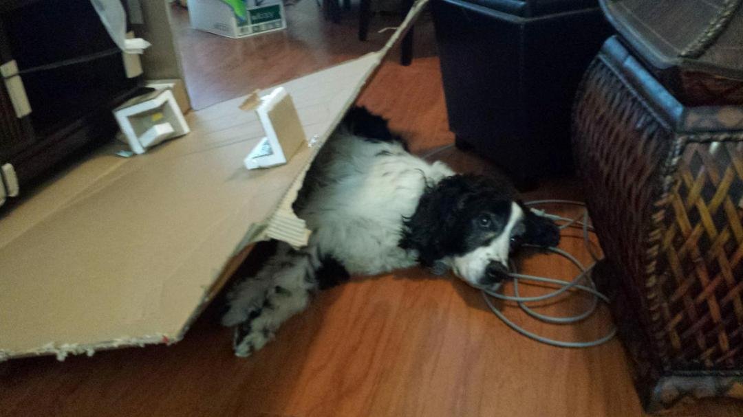 Jerry chillin under the box I guess dogs like to play with boxers too his is the more low key, play