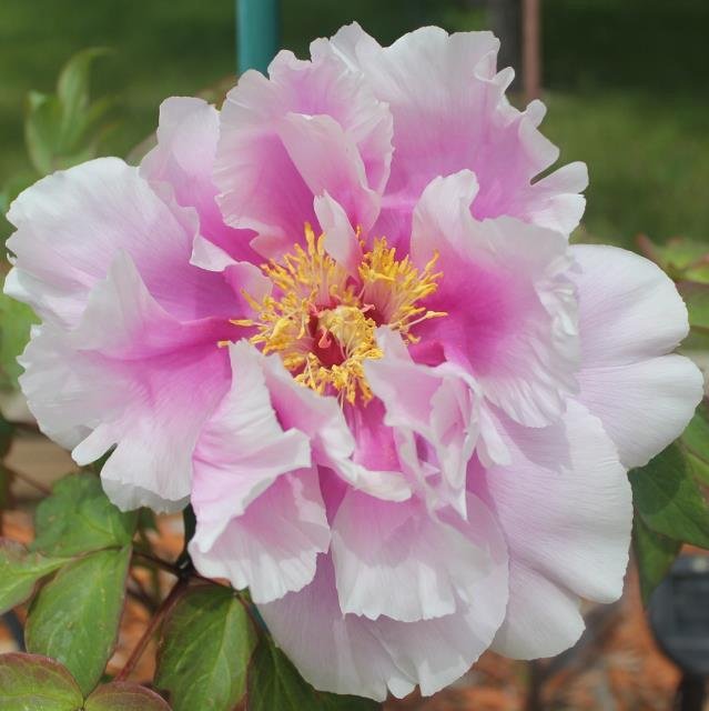 Japanese Peony