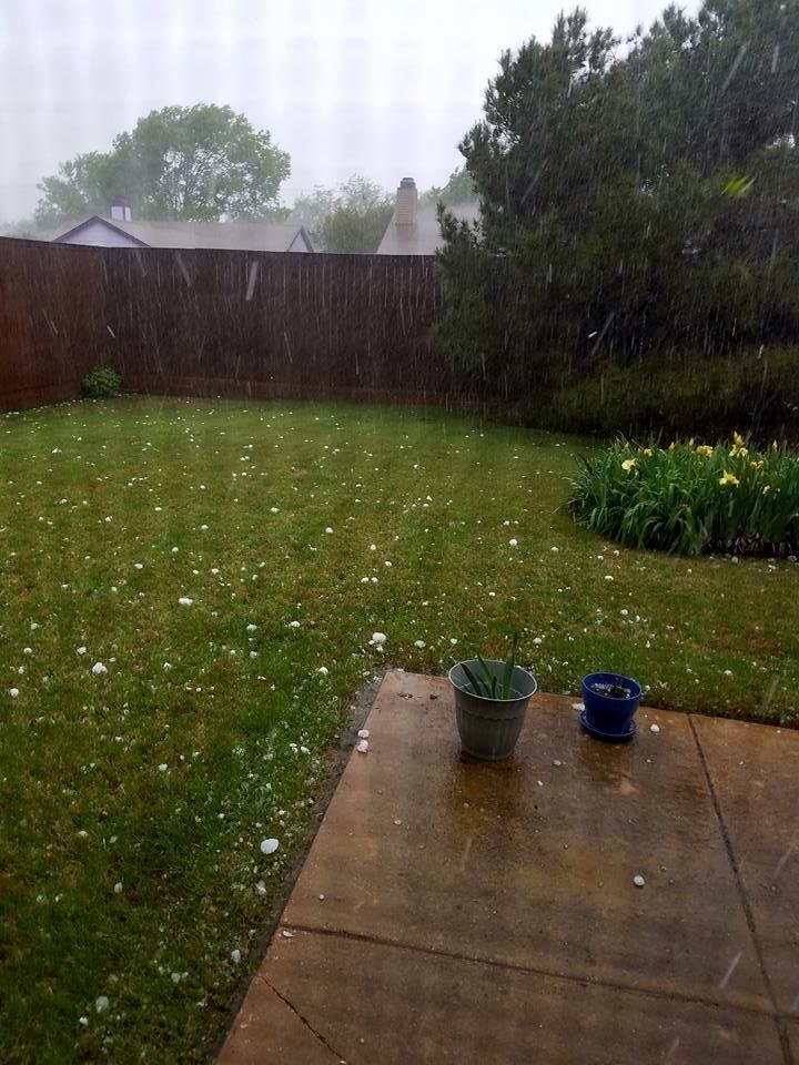 Hail ruining my irises