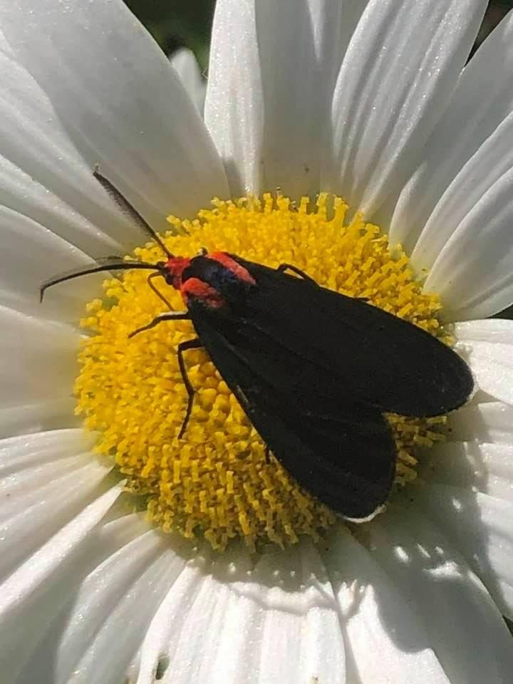 Red-shouldered ctenucha moth. Found west of the Cascades south of Chehalis, WA.
