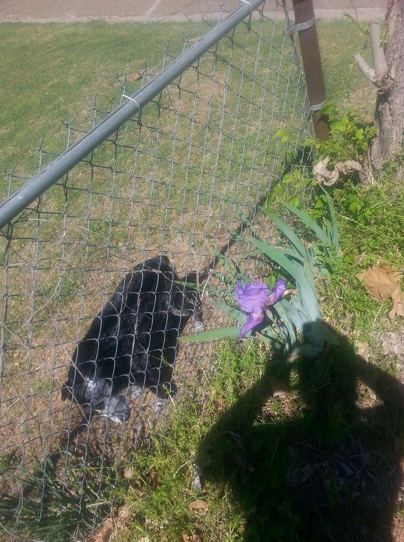 YO, FB PEEPS. THIS B A NICE COLOR FLOWER, AND IN MY FAVORITE COLOR, BLUE- PURPLE. KNARLEY FLOWER, I THINK THIS FLOWER, IS CALLED " 2-LIP, OR MORE THAN 1 FLWR. , IS CALLED 2-LIP'S,,, AND MY CATTLE DOG " DUDE " , ALSO