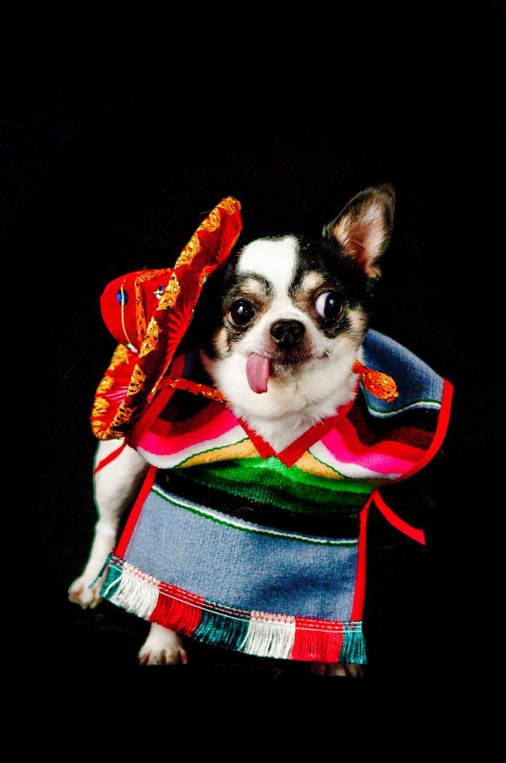 This is our chihuahua Oliver in his mexican garb:0)