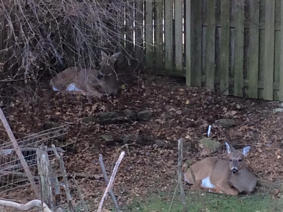 Cathy Meyer's album, Deer