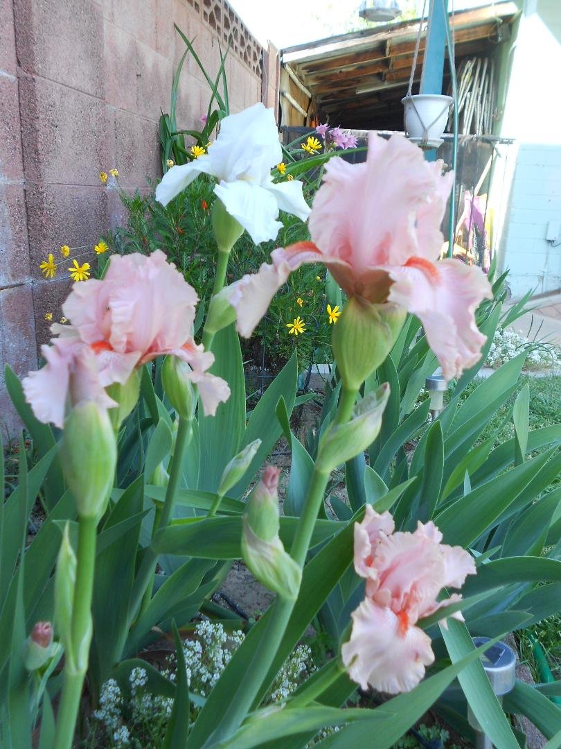 I love my Easter irises!