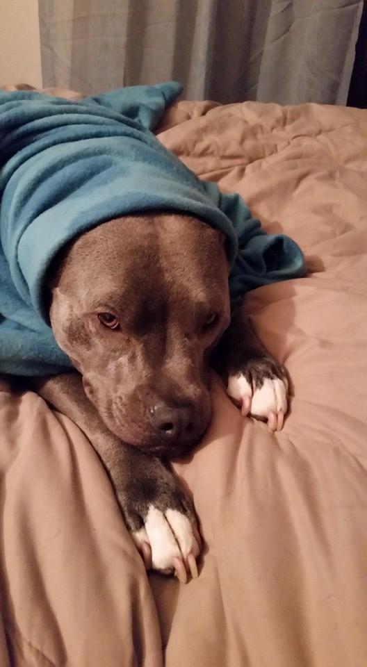 Nyla Bowers' album, Mobile Uploads