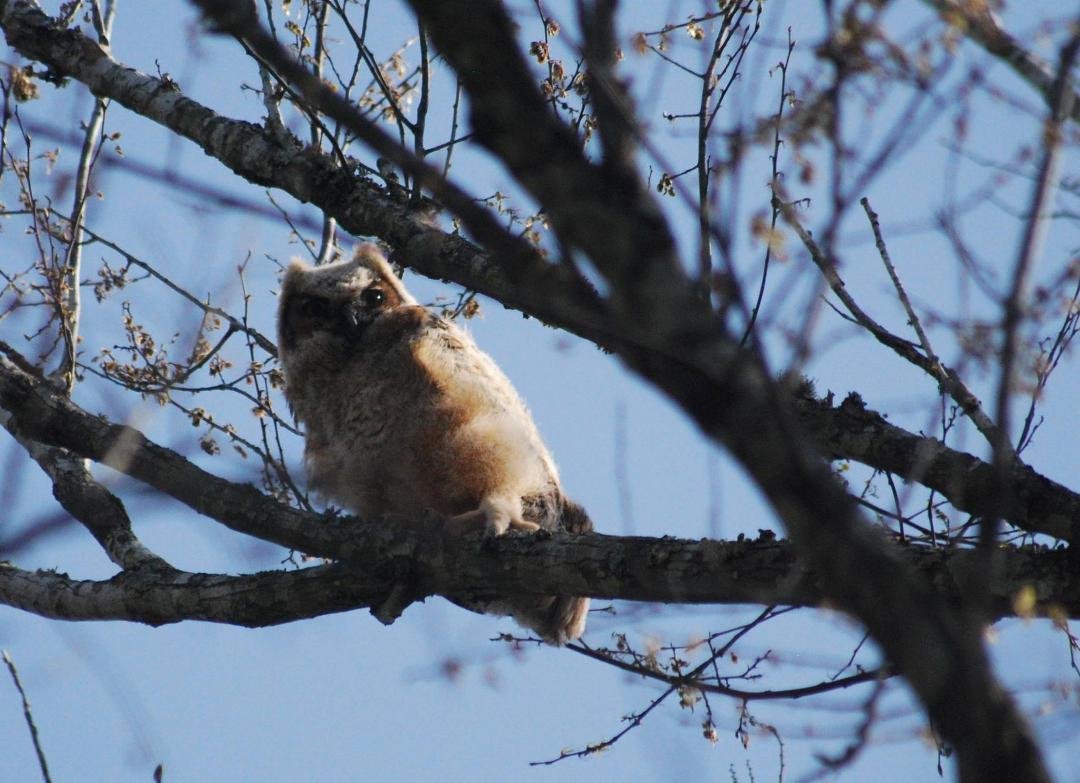 Enjoyed a walk in the Baytown Nature Center with Lynne Elliott this morning. Two weeks ago this little fellow was a ball of fluff hiding in the nest. At the rate its growing it won't be here much longer. The down is turn