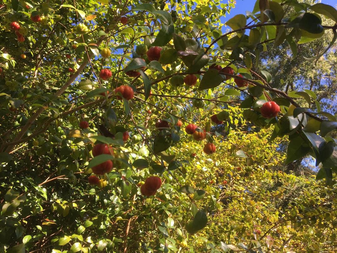 Just a glorious day in central Florida! Our 100’ long x 10’ high Surinam cherry hedge is loaded with delicious fruit, enough for us and the birds. Wish I had time to make jelly.
