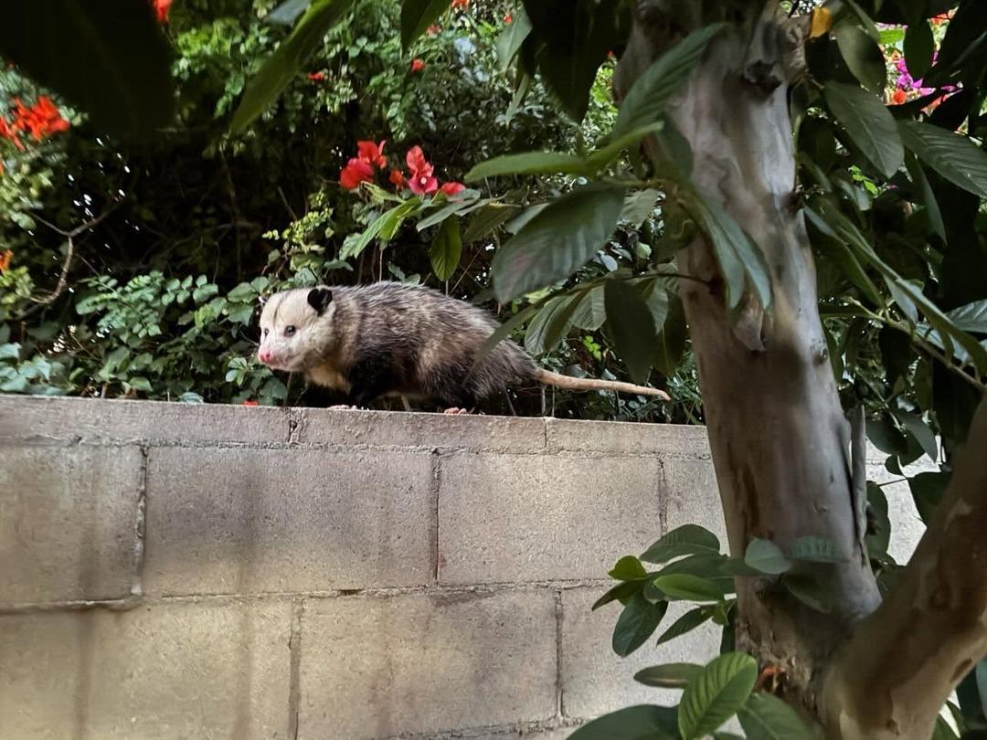 We had a visitor this morning. It's he/she cute?😍