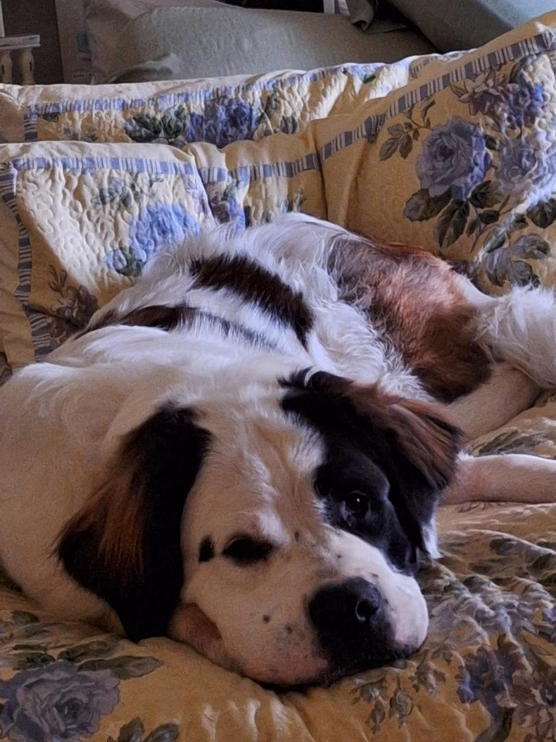 Hears' my morning wake up call! 16 month old Snowy, 115 pounds of St Bernard, who jumps up on the bed to tell me " wake up, dad- it's Play time"!