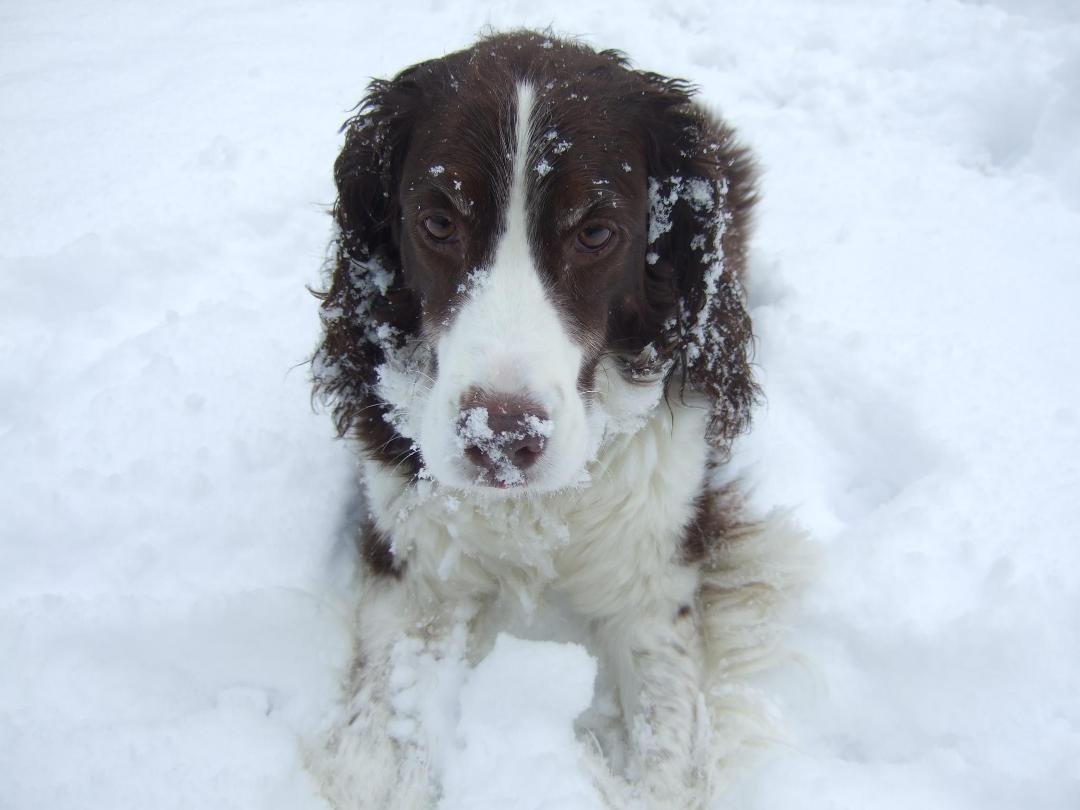 Good Morning Snow-hio!