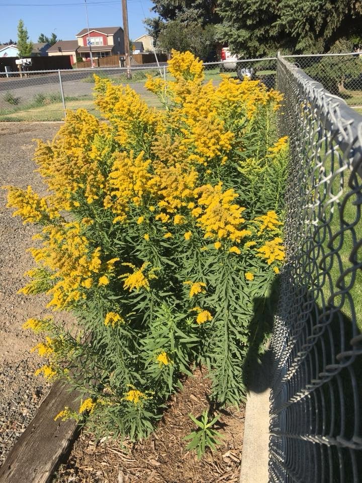 Flower or weed??