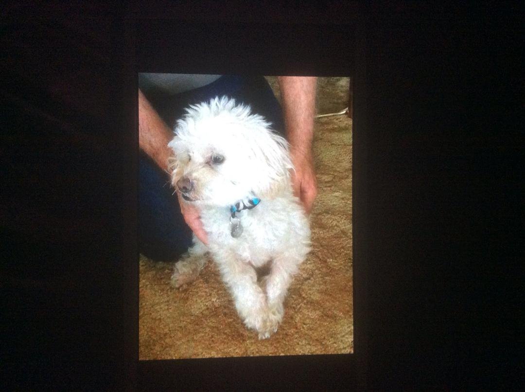 This little guy needs a forever home. 4 years old Male his name is Moe , thought he had a forever home but did not work out.