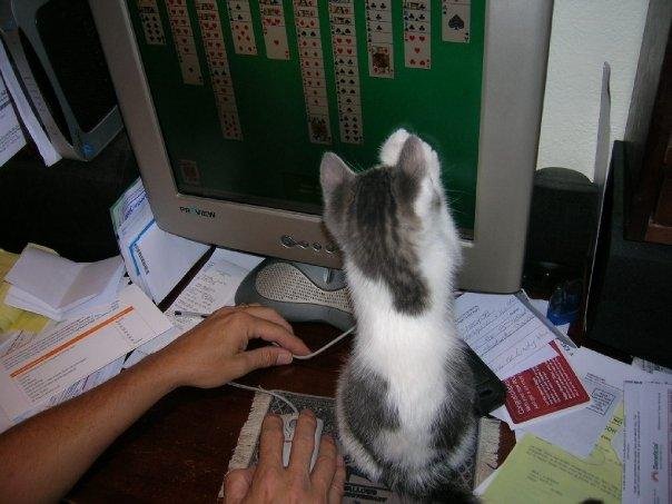 Sensei Wasabi playing solitare on the computer - Maybe Sensei would like his own facebook page.