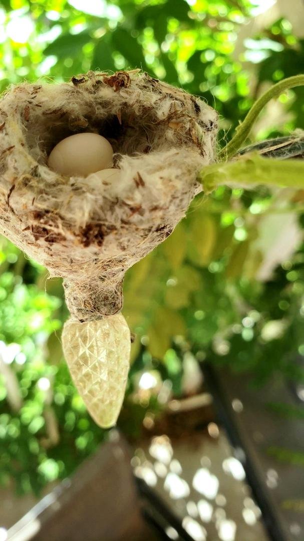 A hummingbird has made our back porch her home. 1 dog, 2 cats, 3 hummingbirds and 10 turtles, welcome to our zoo.