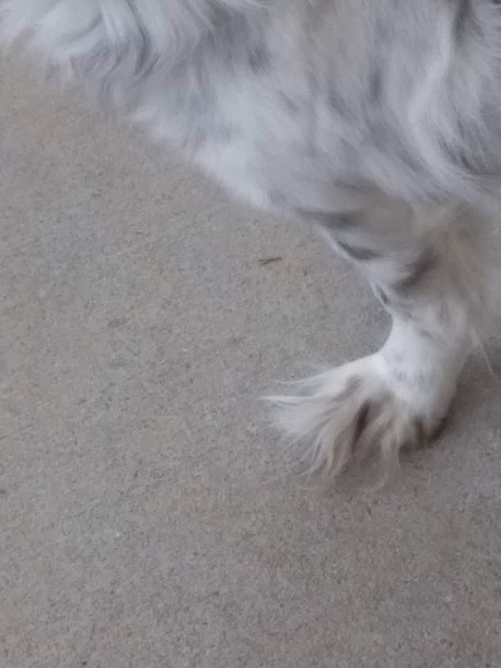 Midgie's furry winter feet.