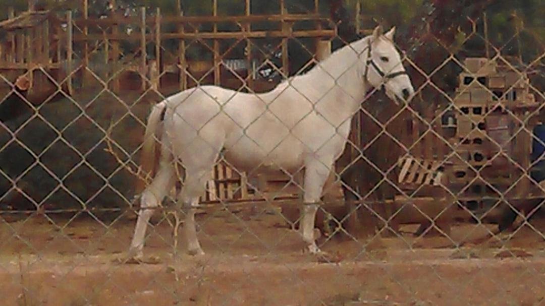 Kubee one of our new horses