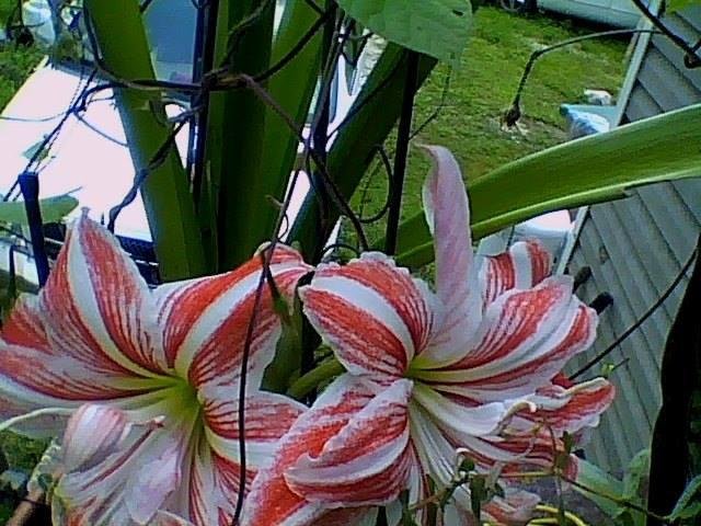 3rd bloom, two buds, since winter of 2016