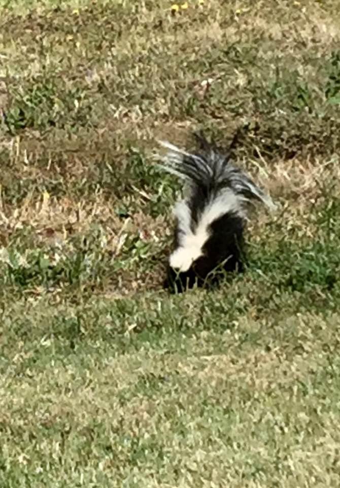 Little stinker on the 4th tee at Franklin Canyon GC today looking for some grubs.